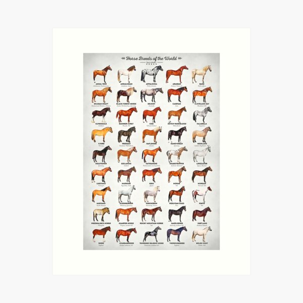 Item preview, Horse Breeds Of The World designed and sold by Evelynsouza.