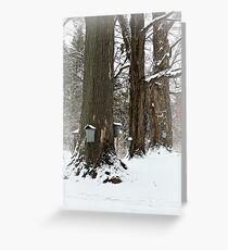 Maple Sugaring Time Greeting Card