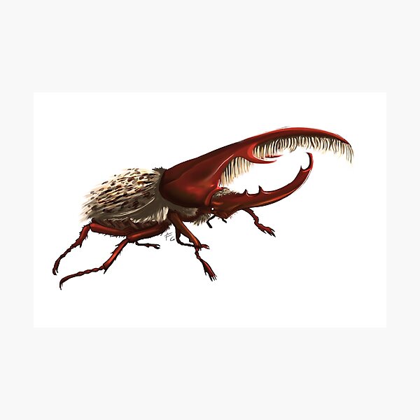 hercules beetle Fotodruck