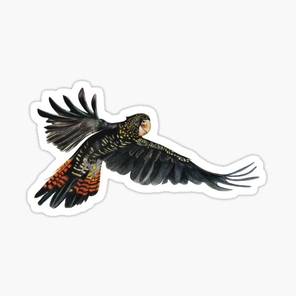 Item preview, Red tail cockatoo in flight designed and sold by Old Friends Pet Portraits.