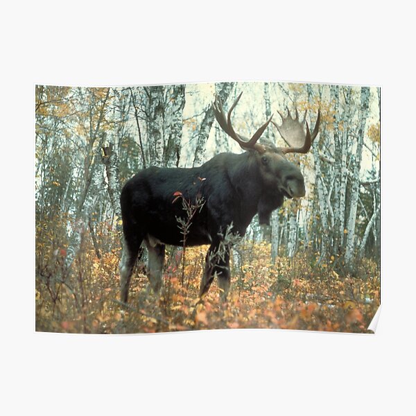 Huge Moose Poster