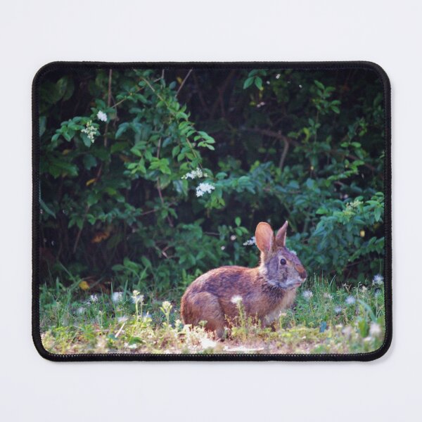 Item preview, Eastern Cottontail Rabbit designed and sold by Cynthia48.