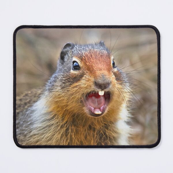 Item preview, ARE YOU NUTS?  designed and sold by Alex Preiss.