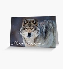Timber Wolf Christmas Card - English - 20 Greeting Card