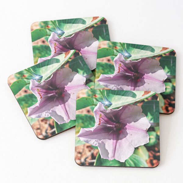 Item preview, Beach Morning Glory designed and sold by fiveacrefamily.