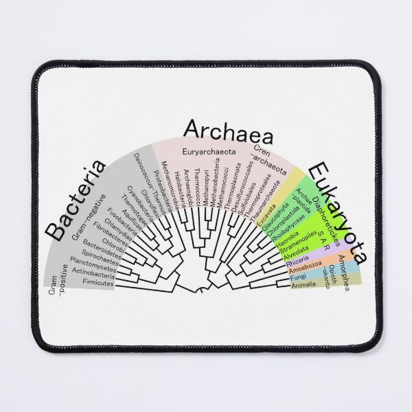 Phylogenetic Evolutionary Tree: Bacteria, Archaeva, Eukaryota Mouse Pad