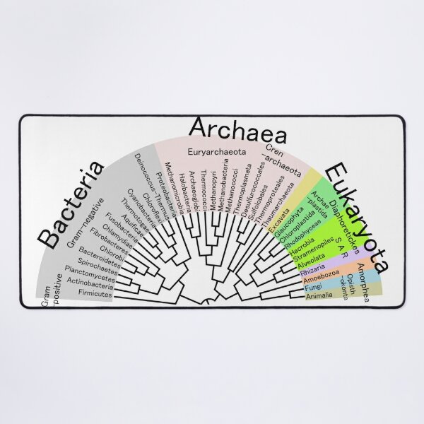 Phylogenetic Evolutionary Tree: Bacteria, Archaeva, Eukaryota Desk Mat