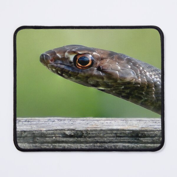 Item preview, Coachwhip designed and sold by Jeffrey Mask.