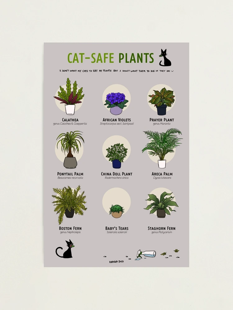 Cat-Safe Plants II" Photographic Print for Sale by kiriska | Redbubble