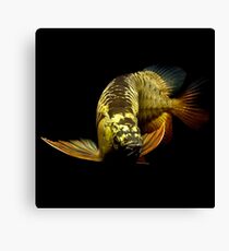 Golden Arowanas Canvas Print