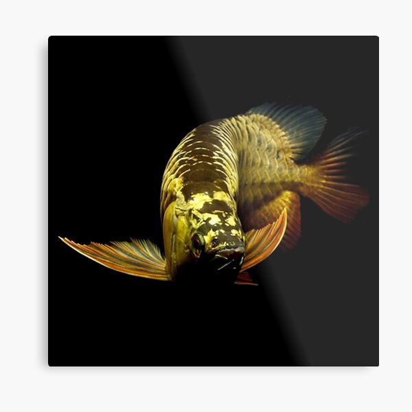 Item preview, Golden Arowanas designed and sold by zakugan.