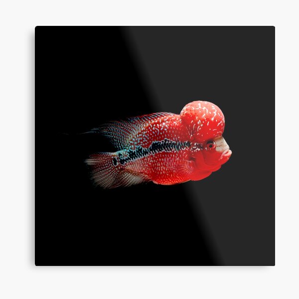 Luohan Flower horn Fish Metal Print