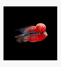 Luohan Flower horn Fish Photographic Print
