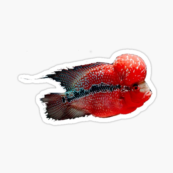 Flower Horn Fish Stickers for Sale