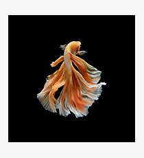 Schöner siamesischer kämpfender Fisch Fotodruck