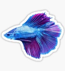 Emerald Blue Betta Siamese Fish Sticker