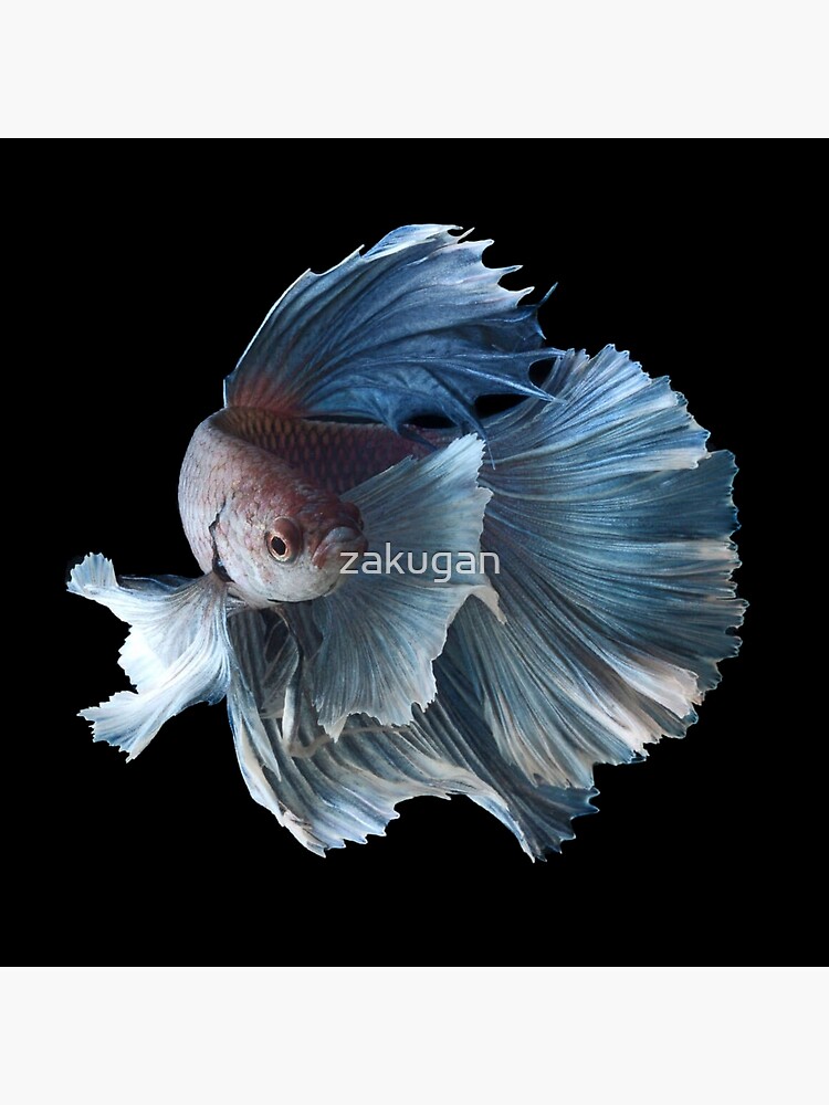 Disover White Angel Siamese Betta Fish Premium Matte Vertical Poster