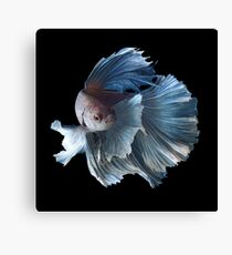 White Angel Siamese Betta Fish Canvas Print