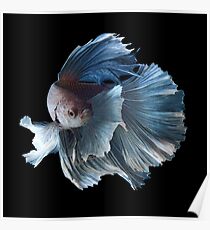 White Angel Siamese Betta Fish Poster