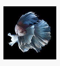 Weißer Engel siamesischer Betta Fisch Fotodruck