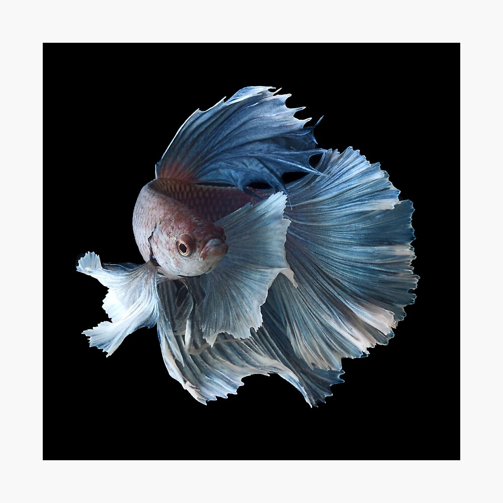 betta fish white
