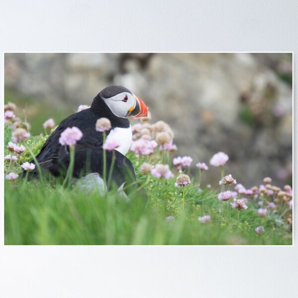 Item preview, Puffins designed and sold by WatscapePhoto.
