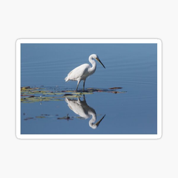Reflections Sticker