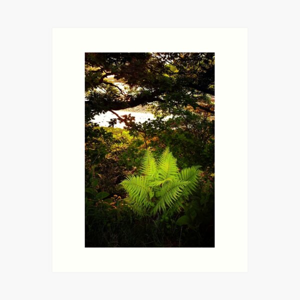 Woodland Fern Art Print