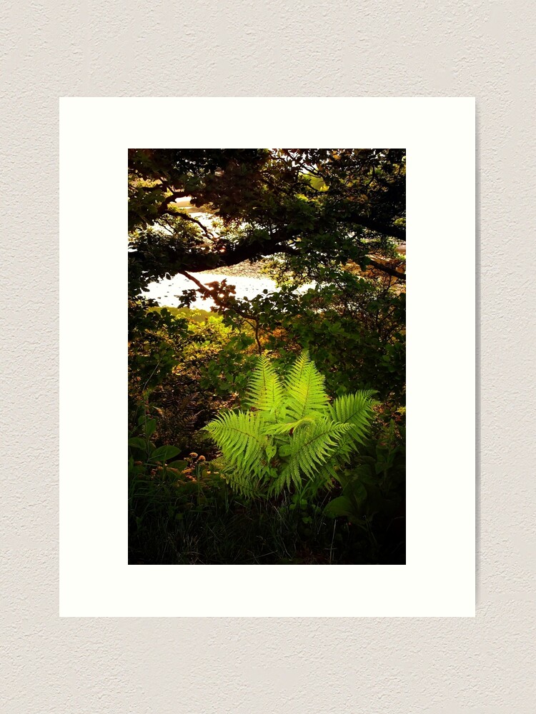 Thumbnail 1 of 3, Art Print, Woodland Fern designed and sold by Coigach.