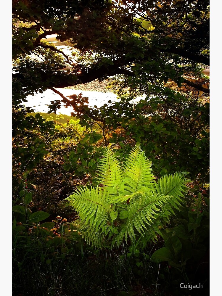 Thumbnail 3 of 3, Art Print, Woodland Fern designed and sold by Coigach.