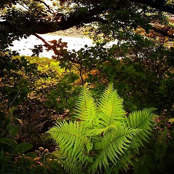 Artwork thumbnail, Woodland Fern by Coigach