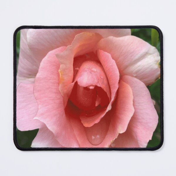Item preview, Rosa rosada designed and sold by AussieT2.