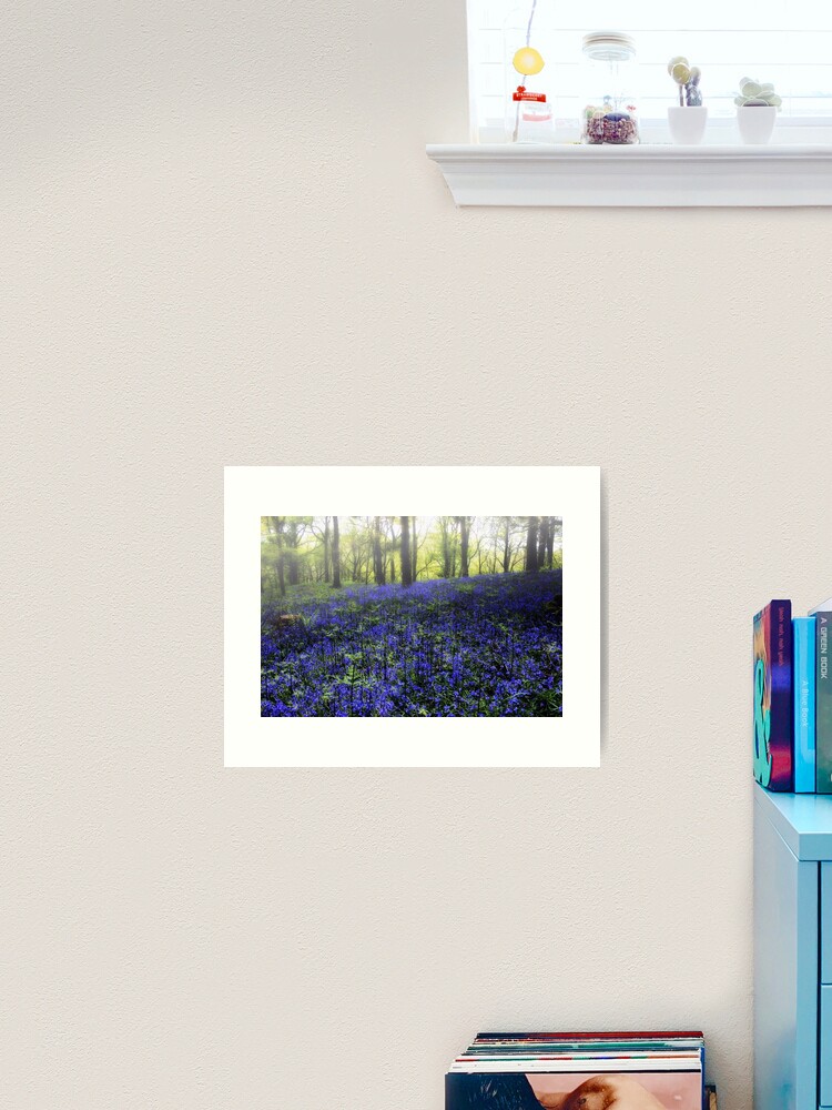 Thumbnail 2 of 3, Art Print, Bluebells In Woodland Mist designed and sold by Coigach.