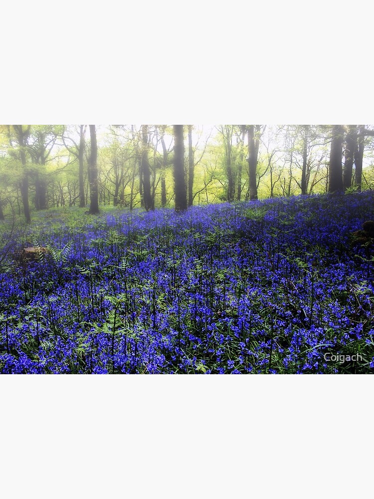 Thumbnail 3 of 3, Art Print, Bluebells In Woodland Mist designed and sold by Coigach.