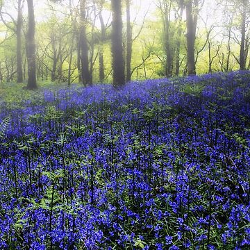 Artwork thumbnail, Bluebells In Woodland Mist by Coigach