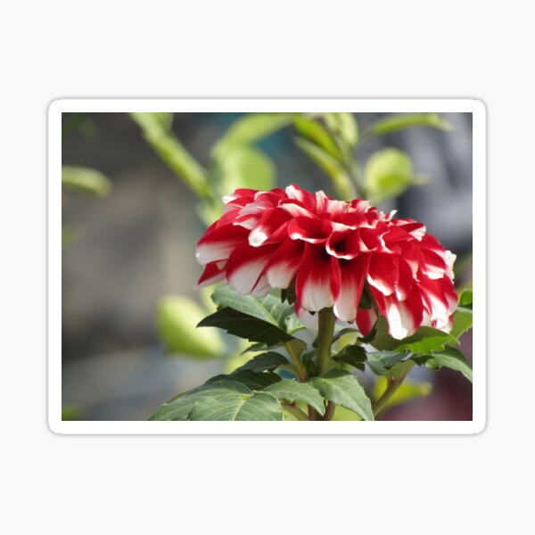 Item preview, Red white Dahlia flower  designed and sold by hellonamrata.