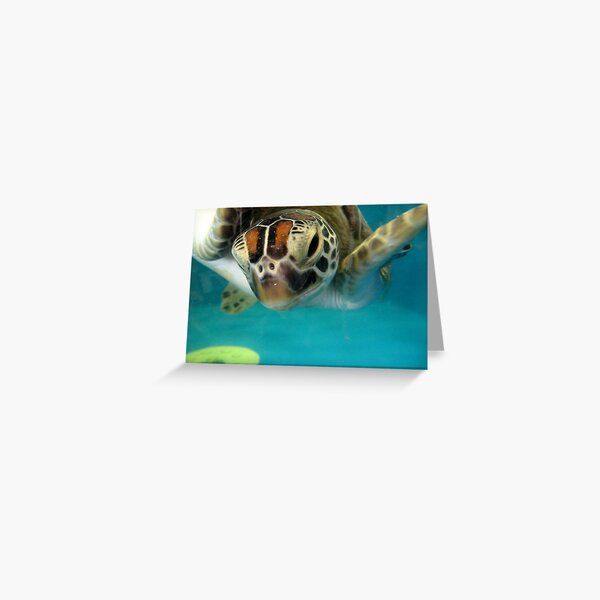 Green Turtle Greeting Greeting Card