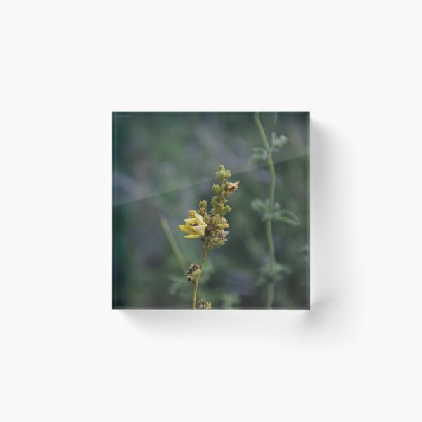Item preview, macro yellow flower with soft background designed and sold by Sapphire-Sheaf.