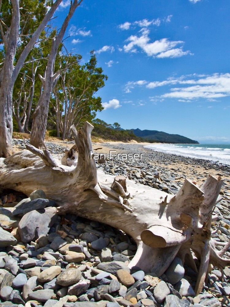 Drift Wood by Mowog