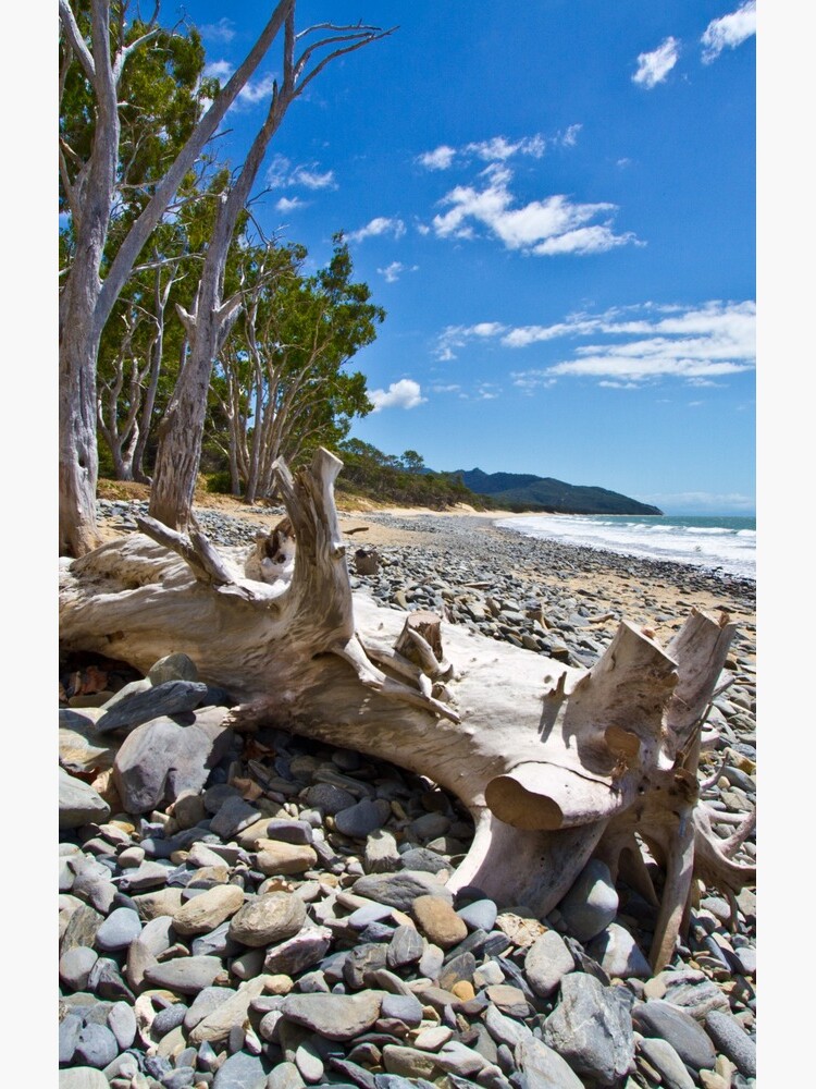 Drift Wood by Mowog