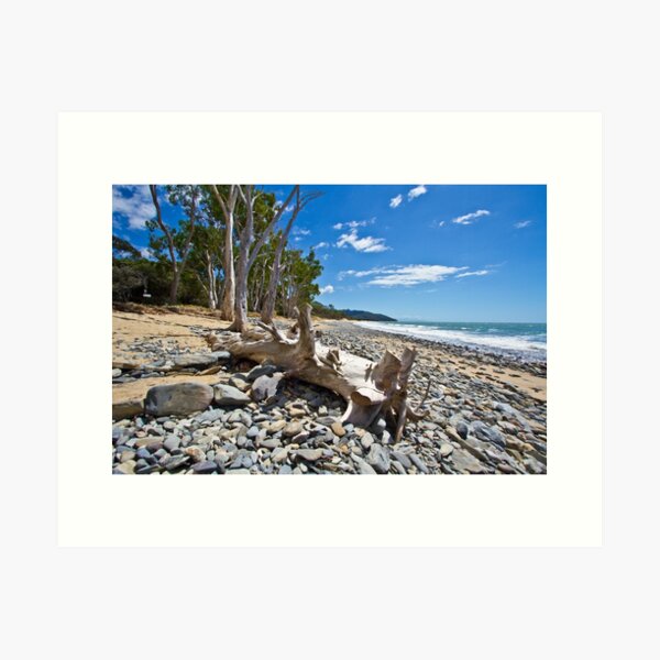 Drift Wood Art Print