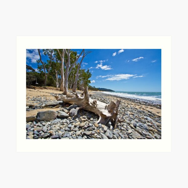 Drift Wood Art Print