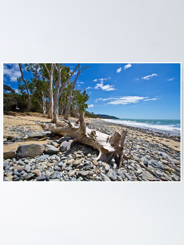 Alternate view of Drift Wood Poster