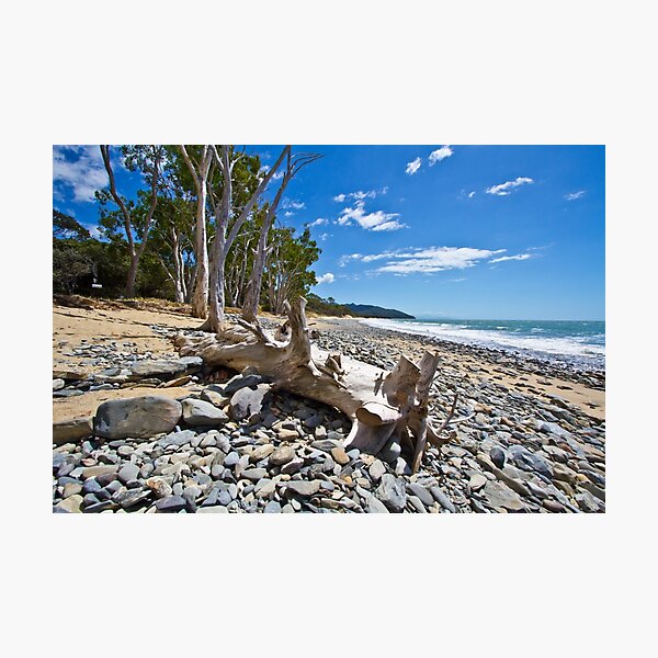 Drift Wood Photographic Print
