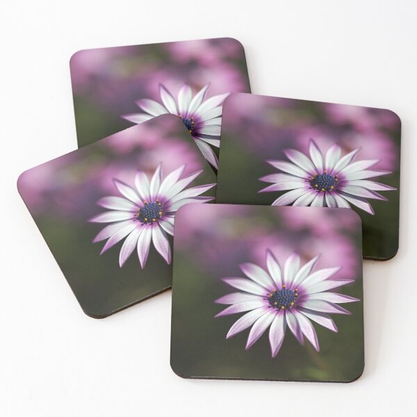 Item preview, Pink Plus White Cape Daisy  designed and sold by Joy Watson - Natural Light Photography .