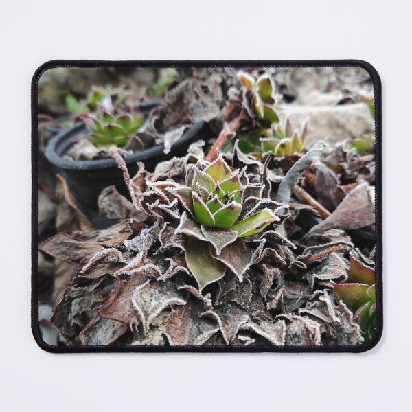 Item preview, Hoar frost on houseleek designed and sold by Gourmetkater.