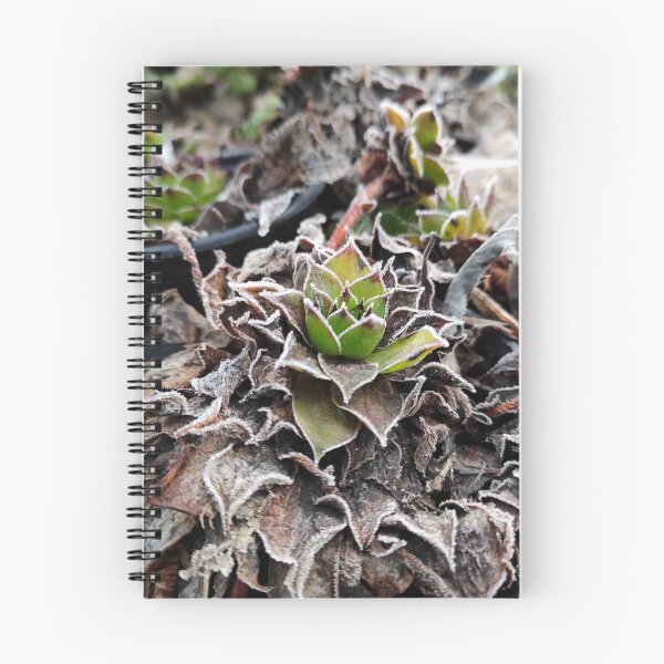 Item preview, Hoar frost on houseleek designed and sold by Gourmetkater.