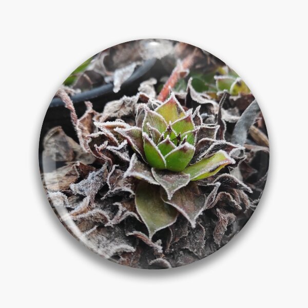 Item preview, Hoar frost on houseleek designed and sold by Gourmetkater.