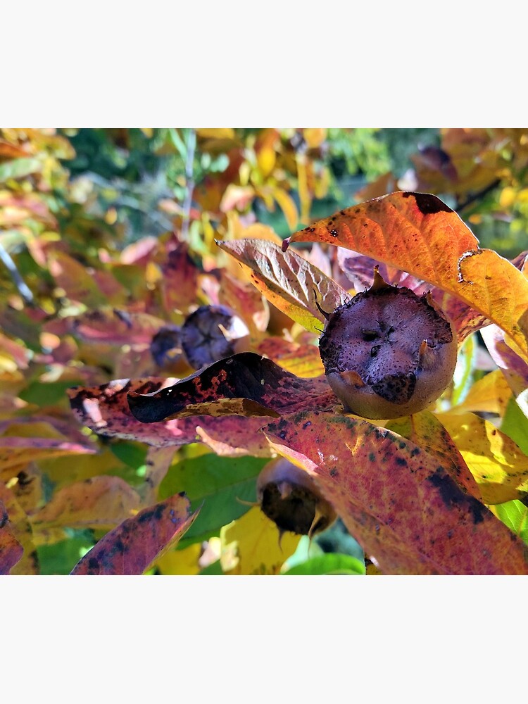 Mispel am Baum von Gourmetkater