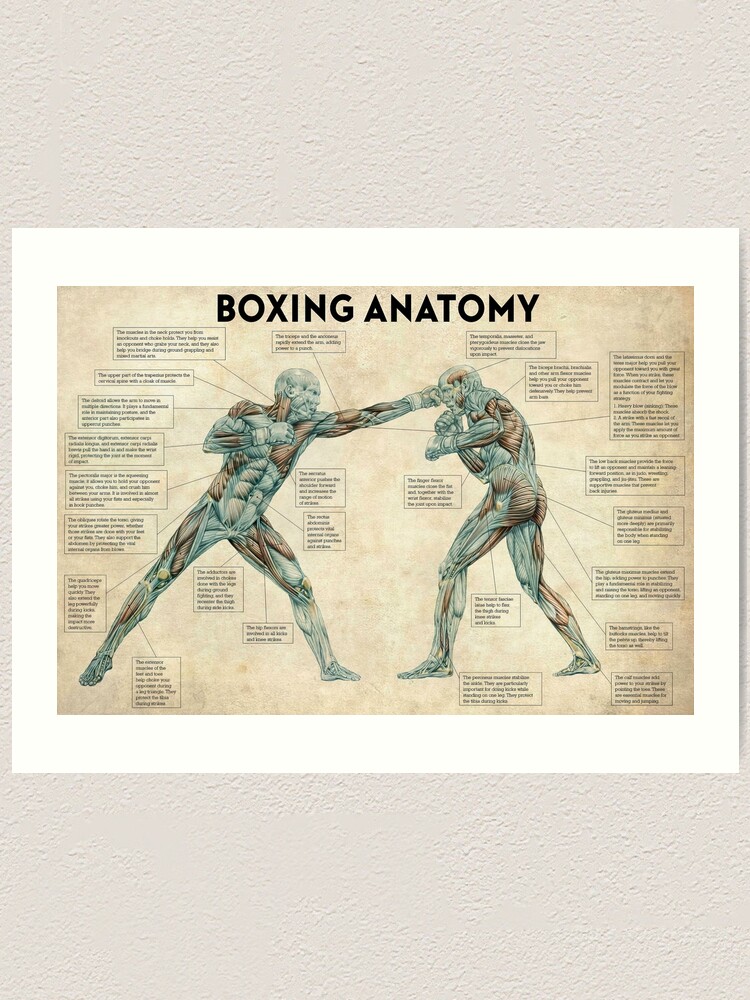 "Boxing Anatomy Anatomy Of a Boxer Martial Art Boxing Anatomy